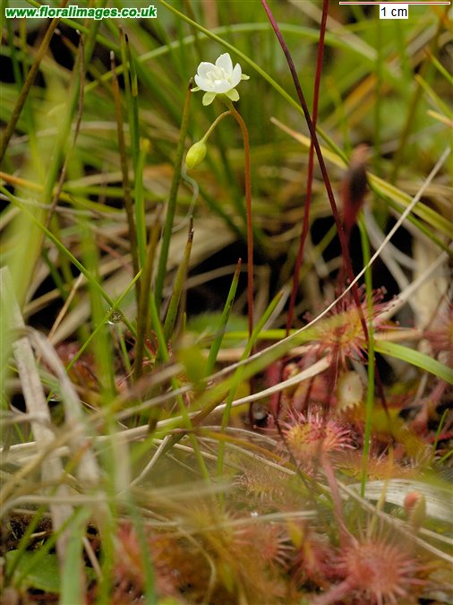 Drosera rotundifolia