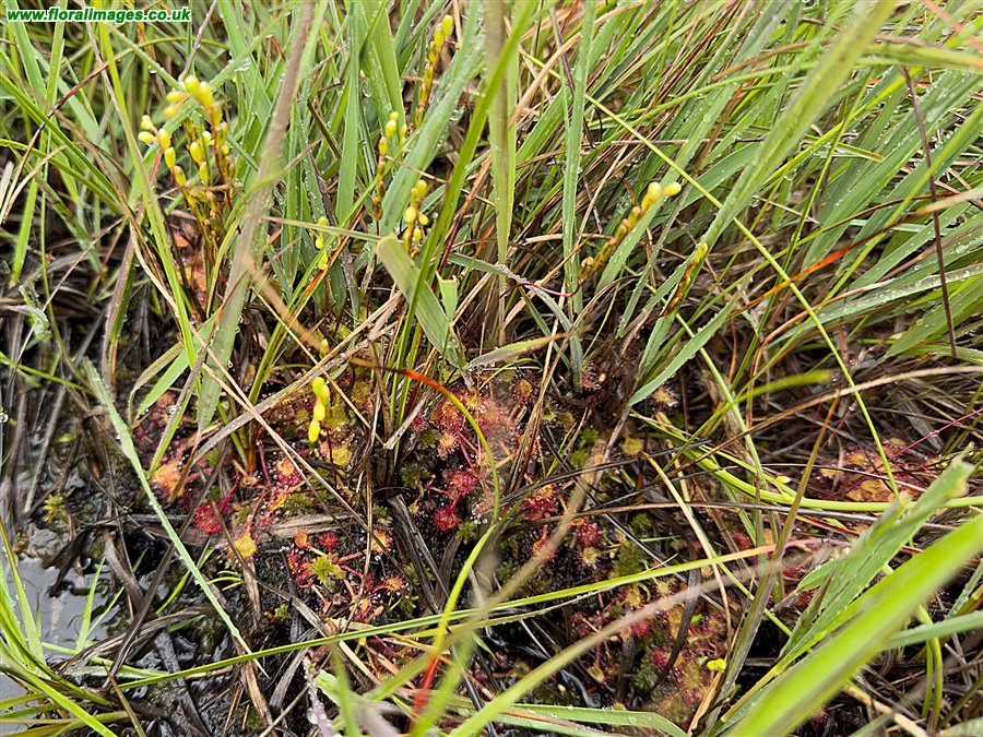 Drosera rotundifolia