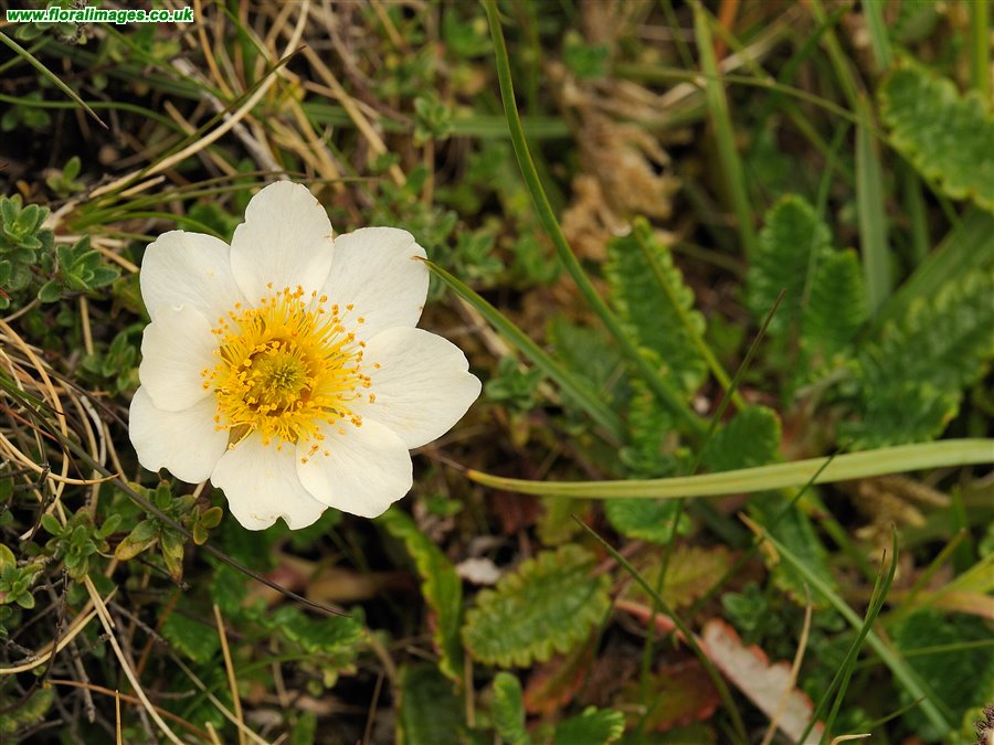 Dryas octopetala