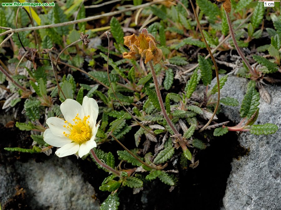 Dryas octopetala