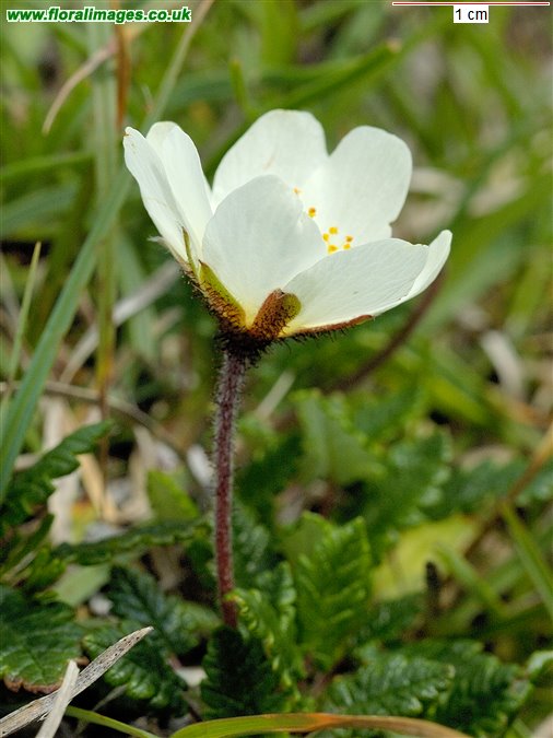 Dryas octopetala
