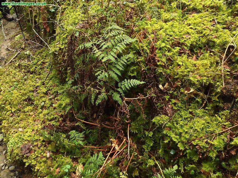 Dryopteris aemula