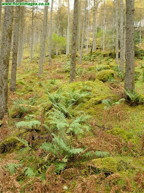 Dryopteris affinis