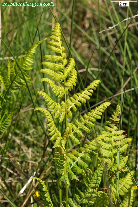 Dryopteris carthusiana