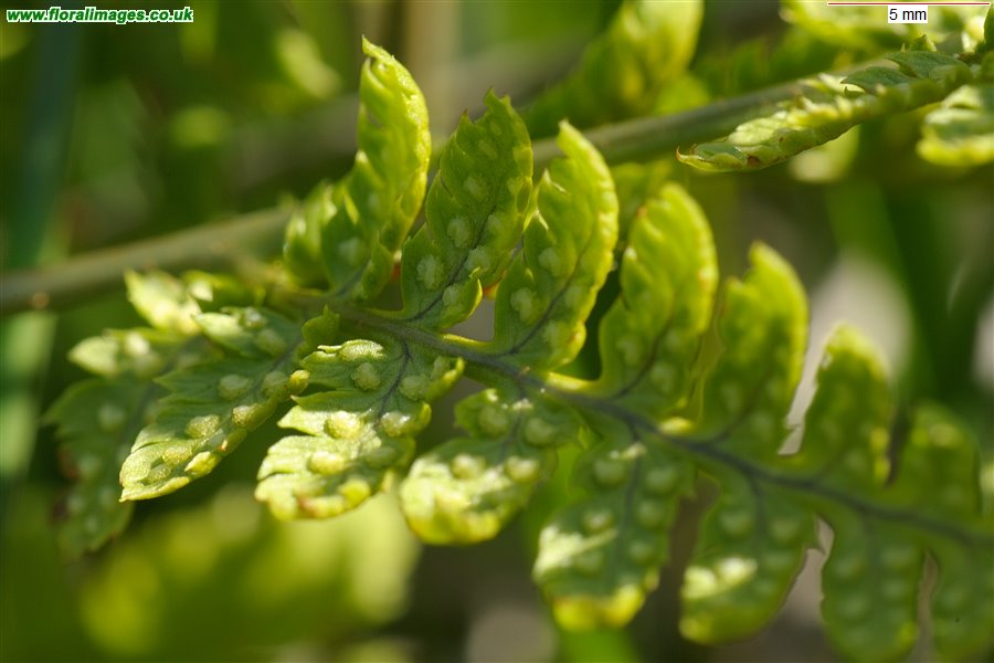 Dryopteris carthusiana