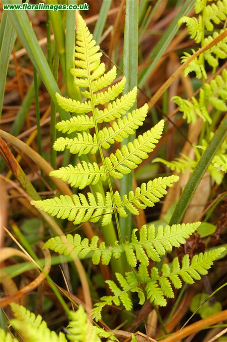 Dryopteris carthusiana