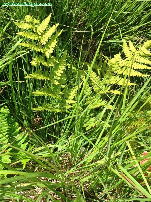 Dryopteris carthusiana