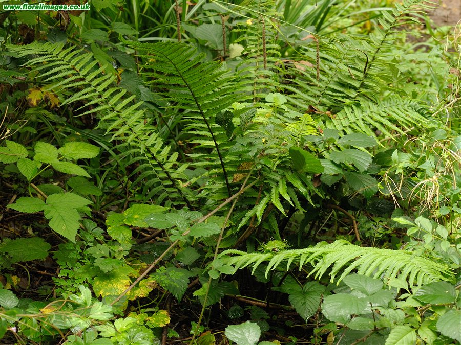 Dryopteris cycadina