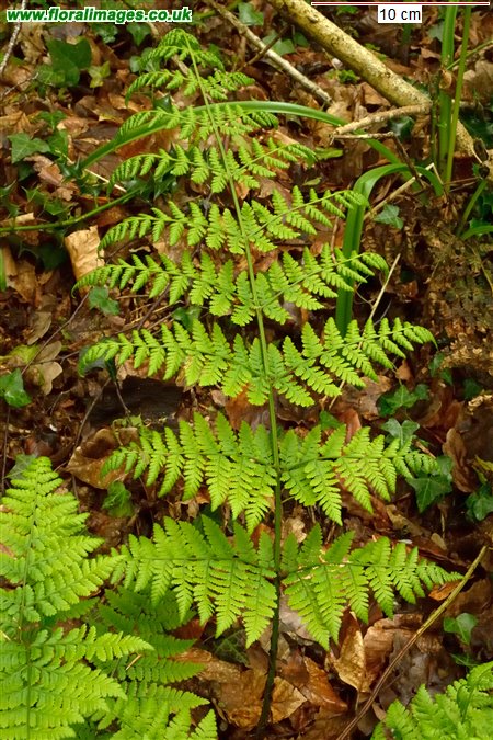 Dryopteris dilatata