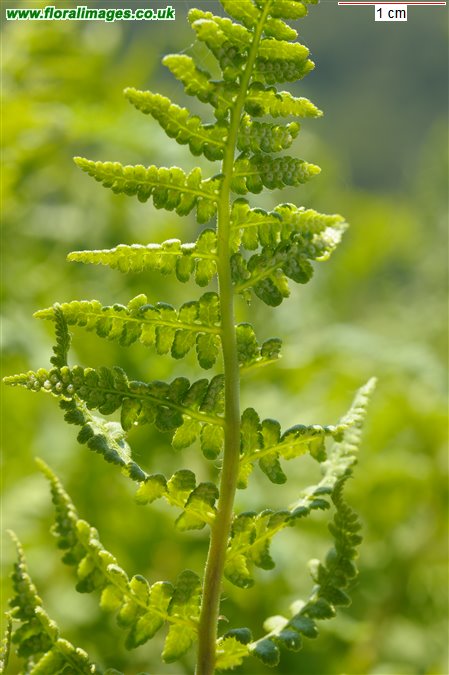 Dryopteris submontana