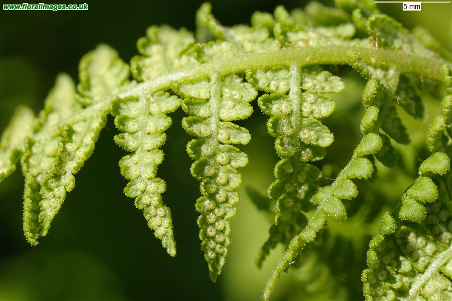 Abutilon megapotamicum