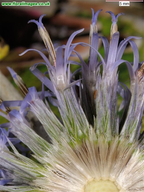 Echinops bannaticus