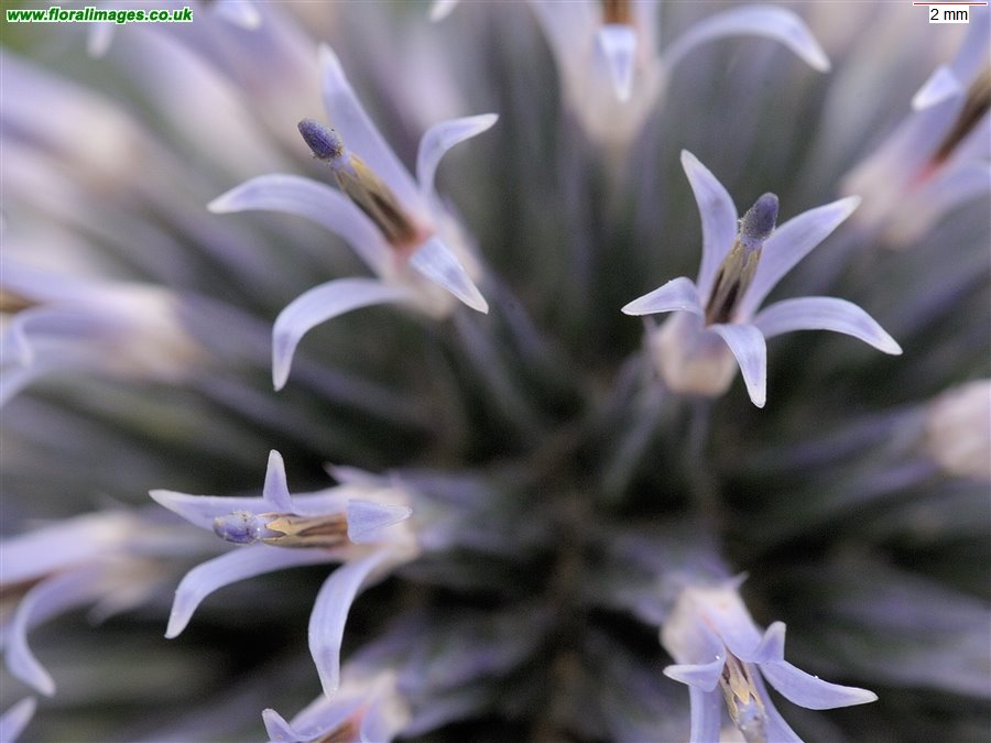 Echinops bannaticus
