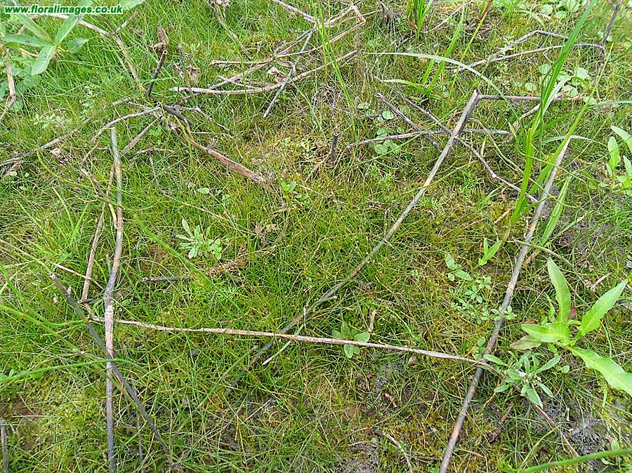 Eleocharis acicularis
