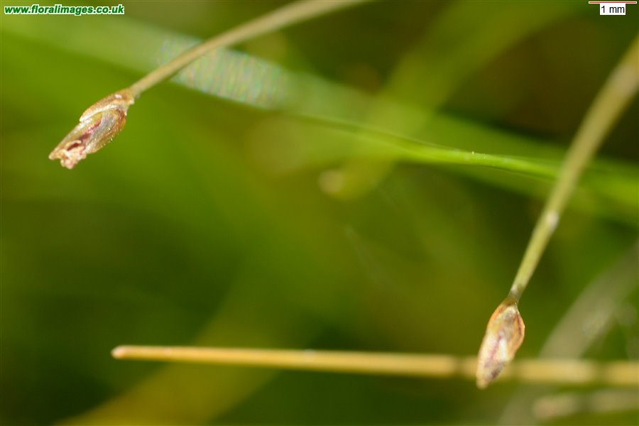 Eleocharis acicularis
