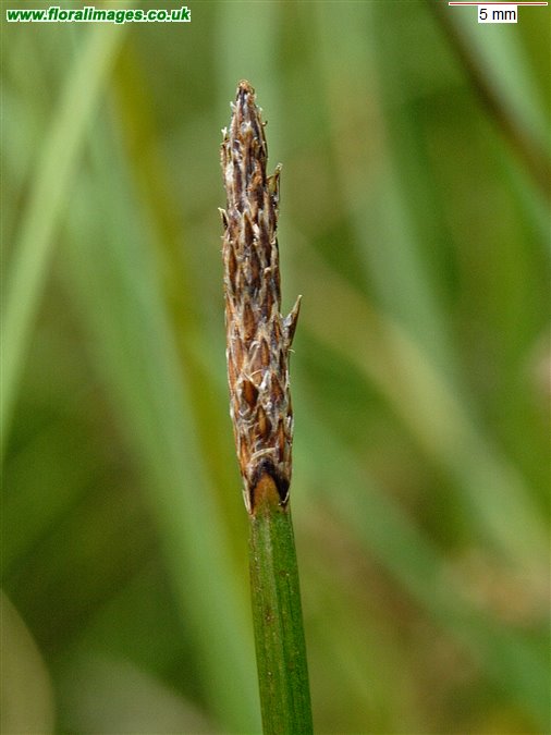 Eleocharis palustris