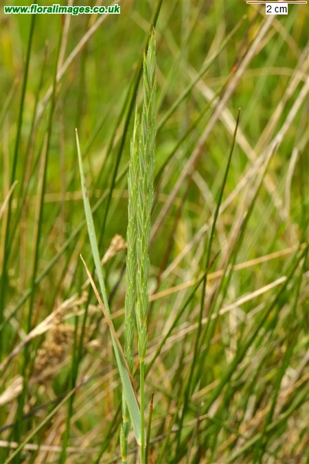 Elymus athericus