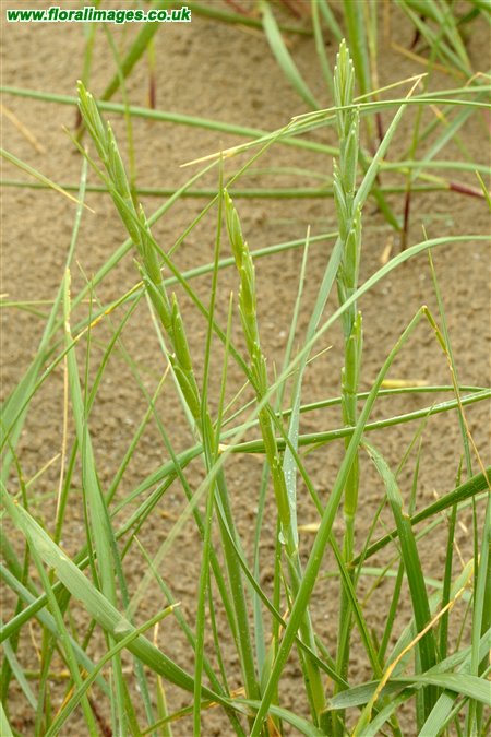 Elymus junceiformis