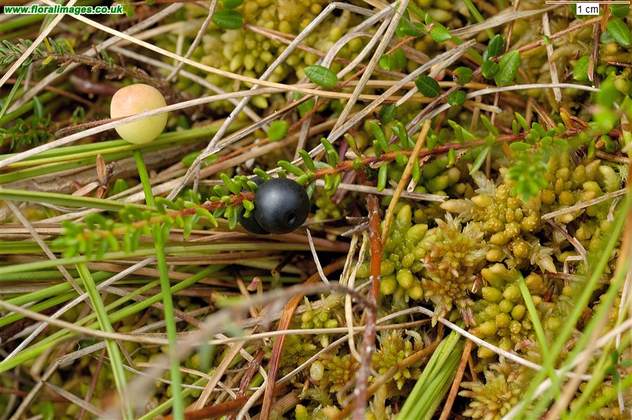 Empetrum nigrum