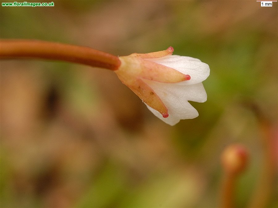 Epilobium brunnescens