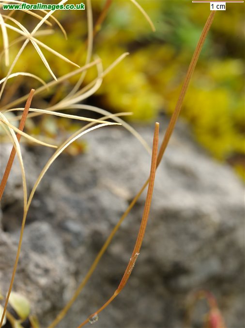 Epilobium brunnescens
