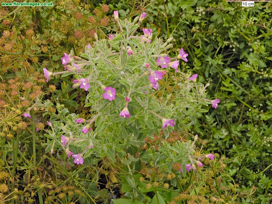 Epilobium hirsutum