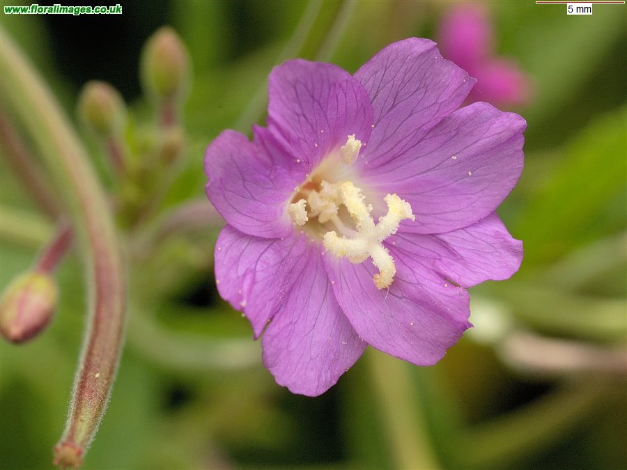 Epilobium hirsutum