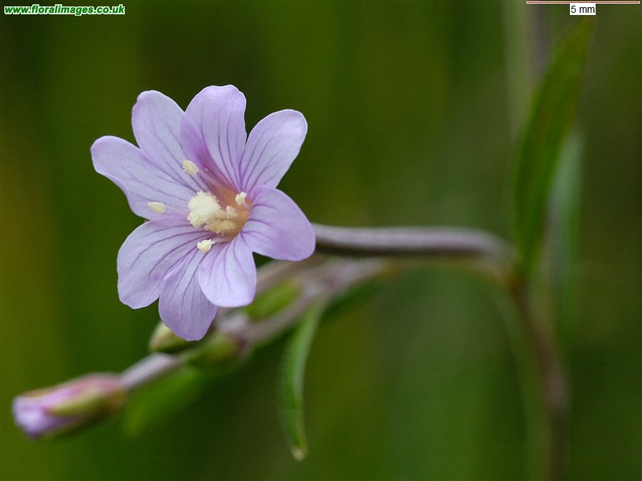 Epilobium palustre