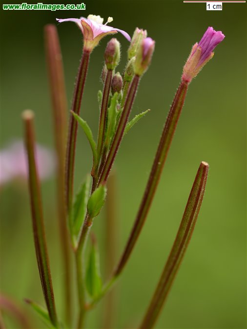 Epilobium parviflorum