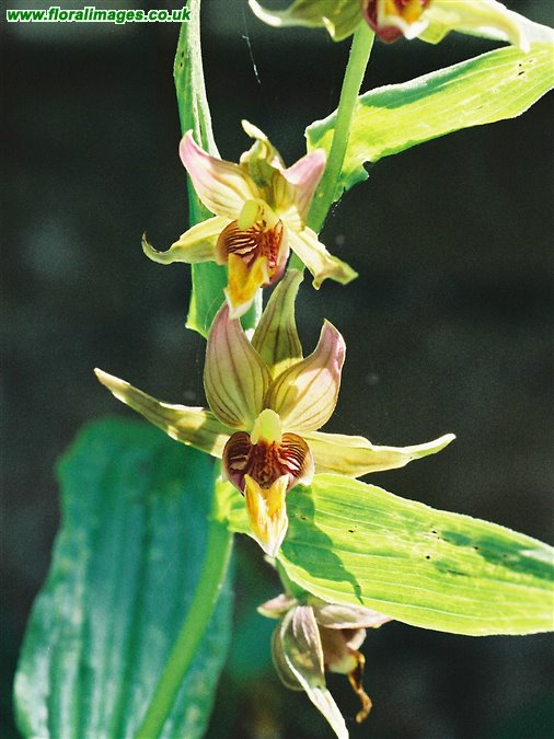 Epipactis gigantea