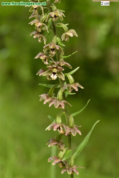 Epipactis helleborine