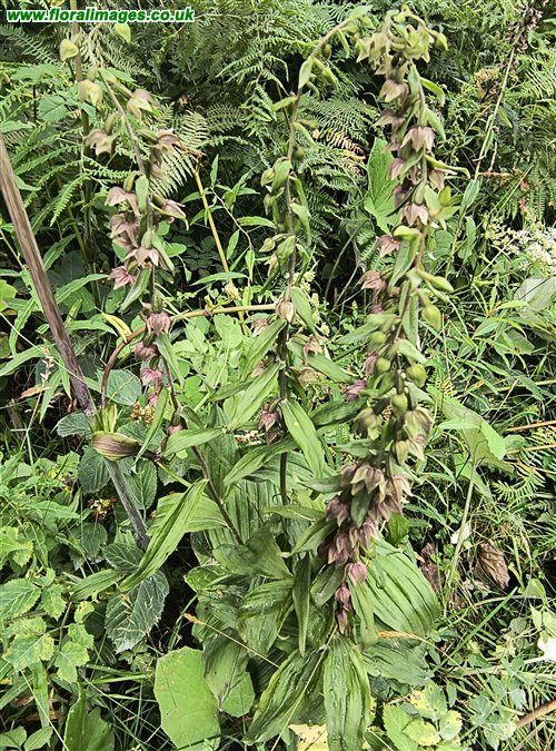 Epipactis helleborine