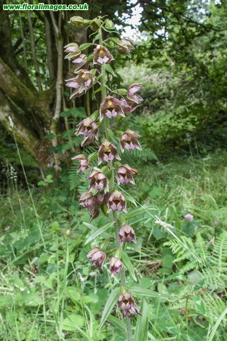 Epipactis helleborine