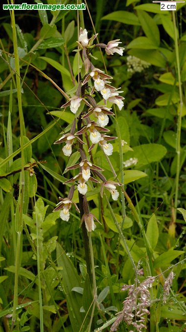 Epipactis palustris
