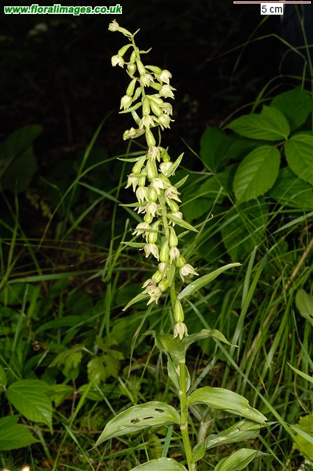 Epipactis phyllanthes