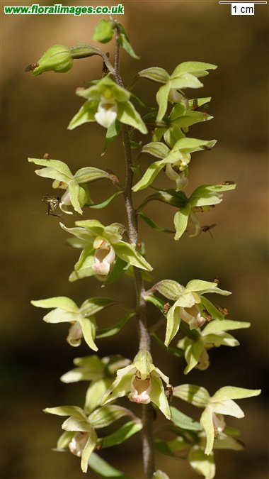 Epipactis purpurata