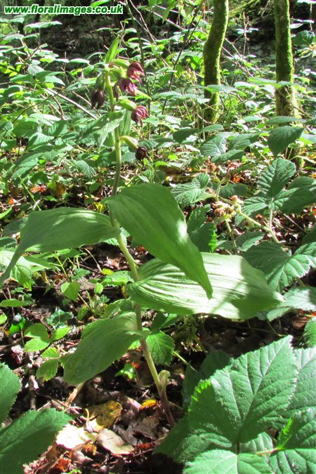 Epipactis sp