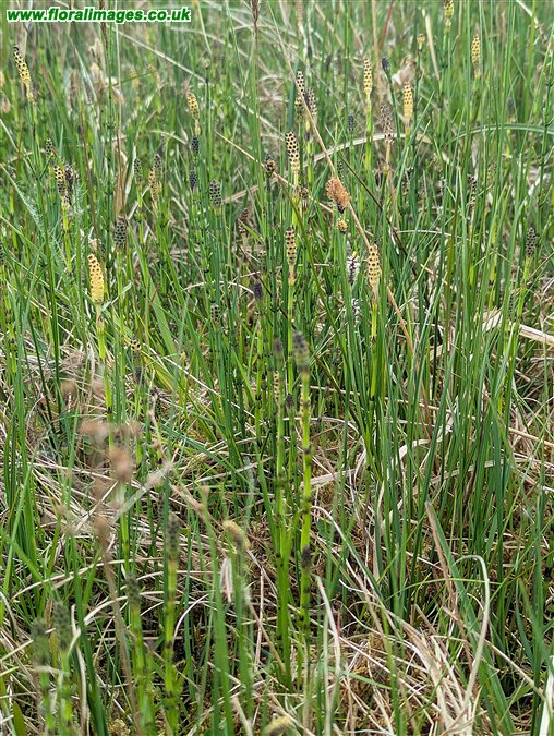 Equisetum fluviatile