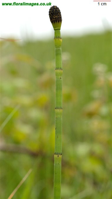 Equisetum fluviatile