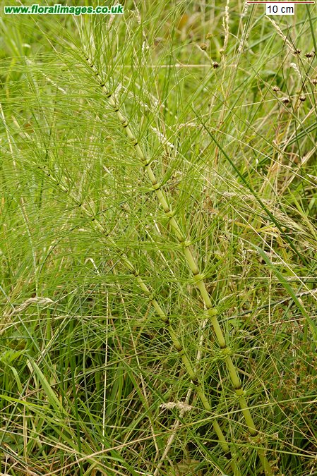 Equisetum telmateia