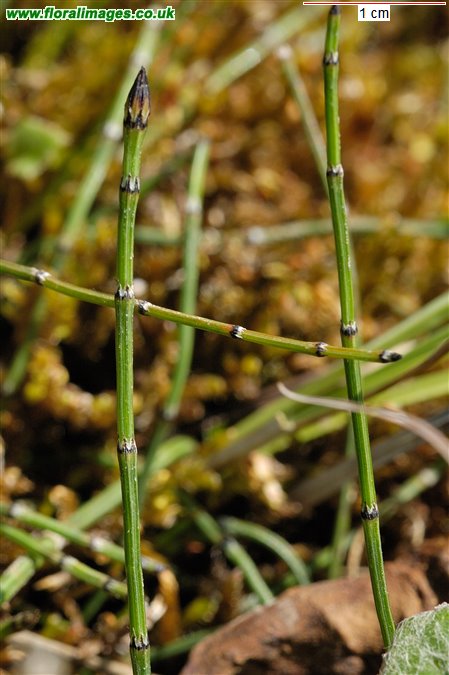 Equisetum variegatum