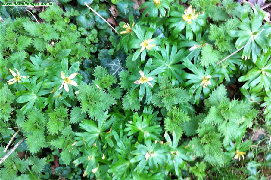 Eranthis hyemalis