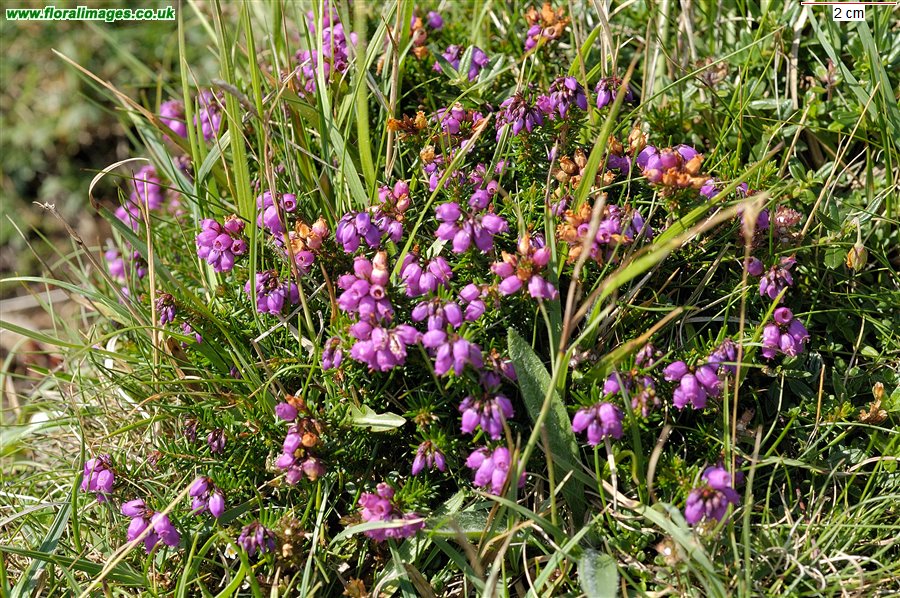 Erica cinerea