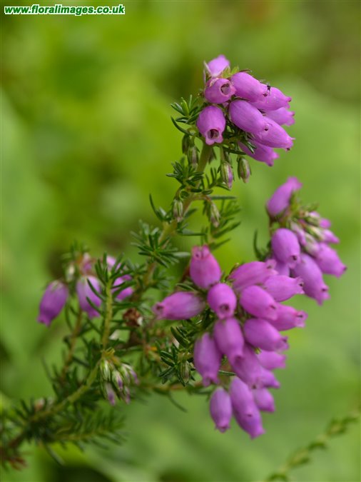 Erica cinerea