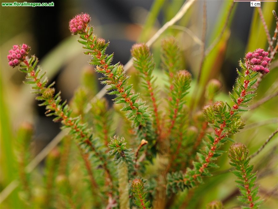 Erica mackayana