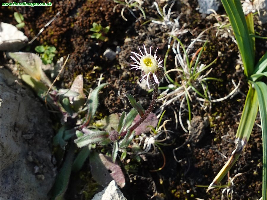 Erigeron acris