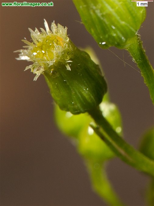 Erigeron canadensis