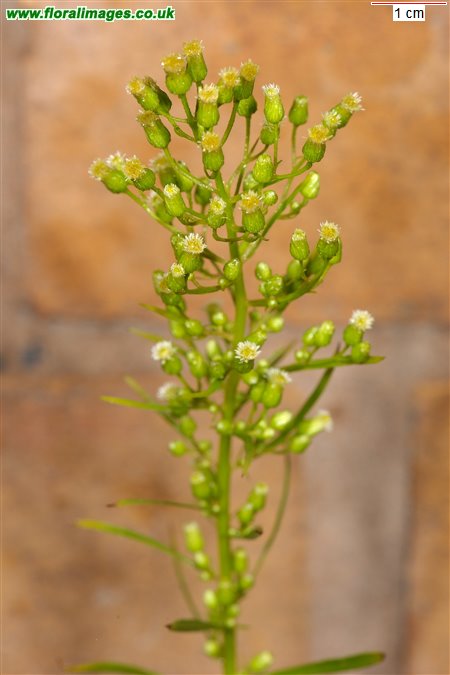 Erigeron canadensis