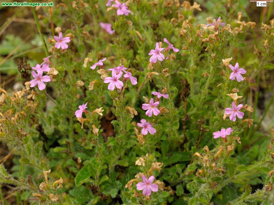 Erinus alpinus