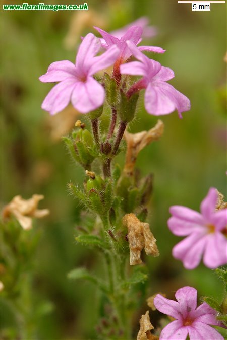 Erinus alpinus